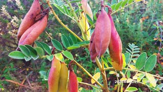 Astragalus Membranaceus [upl. by Anir40]