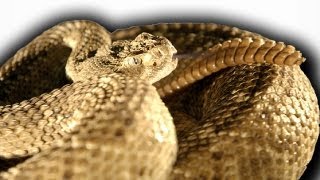 Slow Motion Rattlesnake  Slo Mo  BBC Earth Explore [upl. by Quiteris422]