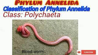 Phylum Annelida Updated [upl. by Gitel]