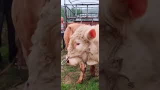 Simmental improved breeding cow 165 [upl. by Nida656]