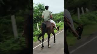 horselover short shorts horsestatus horseshort viral shortviral shortvideo [upl. by Salguod]