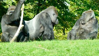 Elder Female Gorilla Shows Dominance amp Encourages Silverback to Protect His Son [upl. by Asen596]