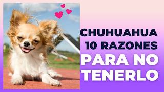 10 Razones para NO Tener un CHIHUAHUA 🐕 [upl. by Quintilla544]