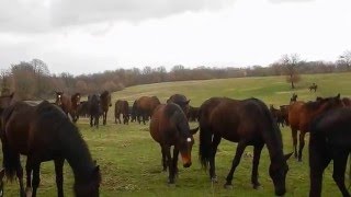 Manlio Fani  il Branco di Cavalli Romani verso Cavalli a Roma video 2 [upl. by Aratas]