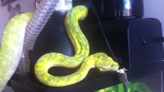 Green Tree Python amp Emerald Tree Boa [upl. by Cagle]