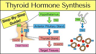 Thyroid Hormone Synthesis StepByStep Pathway Physiology Explained [upl. by Eneloj]