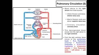 The Basics of Pulmonary Circulation [upl. by Schechinger]