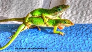 Lizards Mating [upl. by Krischer]