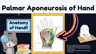 Palmar Aponeurosis Anatomy Explained Easy in 2 MINUTES  Upper Limb Anatomy [upl. by Robin]