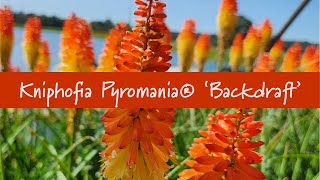 Kniphofia Pyromania® Backdraft at Prides Corner Farms [upl. by Imar]