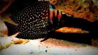 Altolamprologus calvus black [upl. by Kenay]