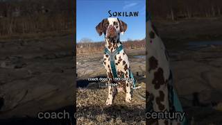 The Fascinating History of Dalmatian Dogs [upl. by Sheley830]