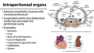 Abdominal Wall Peritoneum and Intestines LO7  IntraRetroSub Peritoneal [upl. by Andrien]