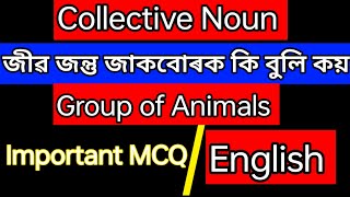 Group of AnimalsCollective NounImportant MCQEnglishAll Competitive Exam [upl. by Lancelot261]