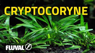 Species Spotlight  Cryptocoryne [upl. by Odlawso]