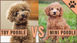 Toy Poodle vs Miniature Poodle [upl. by Adnalro]