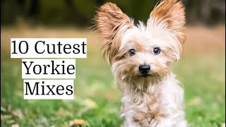 Yorkie Mixes  Top 10 Cutest [upl. by Sivrep]