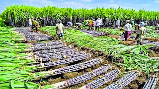 Growing and Harvesting Billions Tons of Sugarcane to make Sugar  Sugar Processing Line in Factory [upl. by Ativahs]