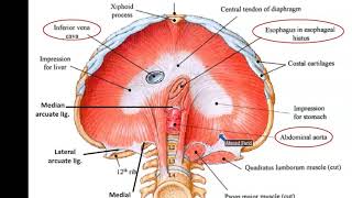 Diaphragm and Mechanism of Respiration  Dr Ahmed Farid [upl. by Neda]