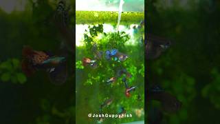 Breeding highquality strains requires patience and planning Aquarium Guppy [upl. by Sacul]