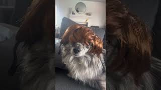 STORMI YOU LOOK LIKE MOMMY BB funny comedy bald dogwigs wigs wiginstall wigreview [upl. by Aisad860]