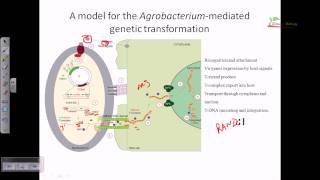 Agrobacterium mediated gene transformation in plants [upl. by Azial]