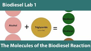 Lab 1 The Molecules of the Biodiesel Reaction [upl. by Jolyn]