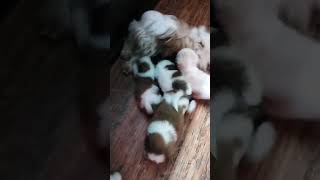 Shih tzu Lhasa puppy price in Bangladesh pretty birds Dhaka University market katabon shop 23 [upl. by Tterrej]