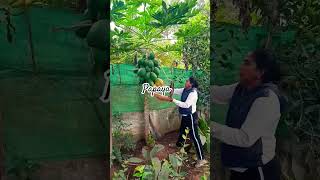 Home garden 🏠 papaya harvesting season tamil music fruits trending [upl. by Loyce]