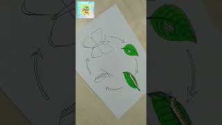 Butterflys life cycle drawing ll how to draw life cycle of a butterfly ll YouTube shorts ll [upl. by Kciremed]