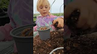 How to pot up Spring bulbs for kids kidslearning kidsvideo kidsvid howtoviralshortvideo [upl. by Ordisi565]