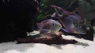 Geophagus sveni breeding [upl. by Aven]