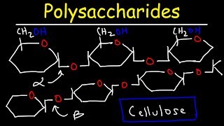 Polysaccharides  Starch Amylose Amylopectin Glycogen amp Cellulose  Carbohydrates [upl. by Holloway]