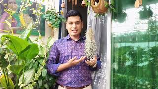 Tillandsia usneoides  Moss Tillandsia  Plant care [upl. by Alexina122]