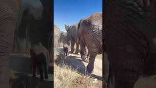 On the Move with Phabeni and His Elephant Family 💚 [upl. by Cozmo278]