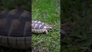 Marginated tortoise Testudo marginata [upl. by Amalita]