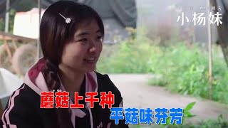 【小楊妹】蘑菇上千種，平菇味芬芳 农村生活 农村日常 农村 日常 农村女孩 [upl. by Ateuqram919]