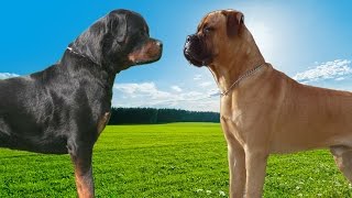 Rottweiler VS Bullmastiff Highlights [upl. by Arret]