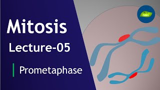 Mitosis Lecture05  Prometaphase  Mitosis  Cell Division  Cell Biology  Basic Science Series [upl. by Eel]