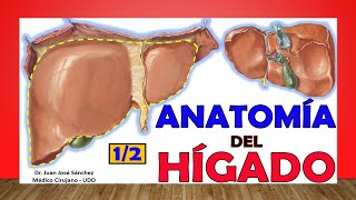 🥇 Anatomía del HÍGADO 12 Fácil y Sencillo [upl. by Benoit]