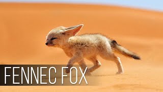 FENNEC FOX is the Cutest Wildlife Predator The Smallest FOX in the world Desert Fox [upl. by Enilekaj]