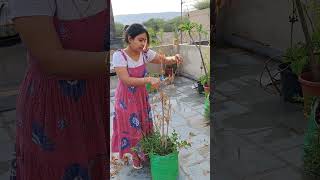 Saving Plants in Monsoon  Revive Plants shorts [upl. by Ahsemik5]