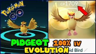 Evolving 100 IV PIDGEY to PIDGEOT Pokemon GO Evolution [upl. by Ahsatak]