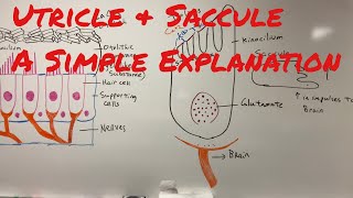 Anatomy  Physiology of the Utricle amp Saccule Otolithic Organs [upl. by Ditzel79]