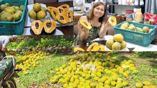 Why they are throwing this Sweet Ripe Papaya Fruit This is one of my favorite fruit [upl. by Ardnasela]