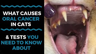 What Causes Oral Cancer in Cats And What Tests You Need to Know About VLOG 125 [upl. by Novled]