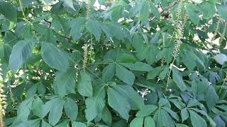 Bottlebrush buckeye Aesculus parviflora  Plant Identification [upl. by Nnaes951]