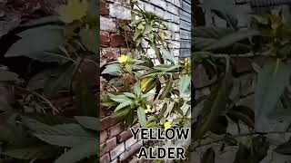 YELLOW ALDERAmazing World Views [upl. by Tereb]