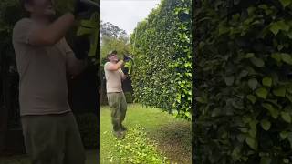 Cómo PODAR ARBUSTOS con FORMAS 🌳✅ ElPequenoOasis jardinería arbustos podar [upl. by Haelhsa]