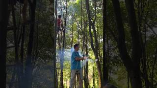 This is aerial work drilling holes in regular agarwood aquilaria trees for cultivation agarwood [upl. by Brasca]